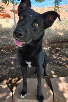 Tucker -  Black Labrador Retriever Dog Available for Adoption in St. George, Utah - Tucker | PetCurious