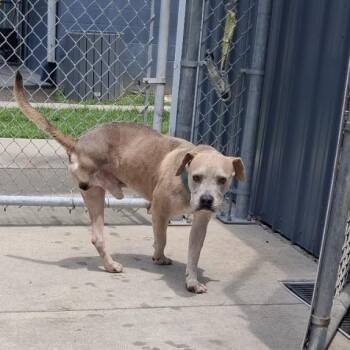Edgar -  Pit Bull Terrier and Mixed Breed Dog for Adoption in Medford Lakes, New Jersey - Edgar | PetCurious