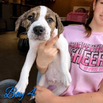 Remy -  Pit Bull Terrier and Mixed Breed Dog for Adoption in Northville, Michigan - Remy | PetCurious