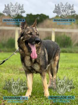 Carson -  German Shepherd Dog Dog for Adoption - Carson | PetCurious