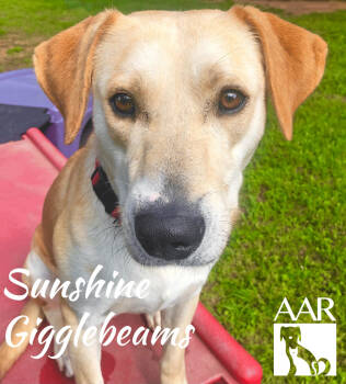 Rescue Labrador Retriever and Carolina Dog Dogs for Adoption in Magnolia, Texas - Sunshine Gigglebeams | PetCurious