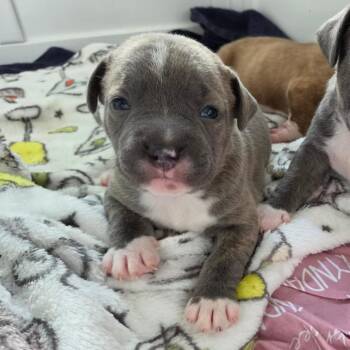 Feeny -  Pit Bull Terrier and Labrador Retriever Dog for Adoption in East St. Louis, Illinois - Feeny | PetCurious