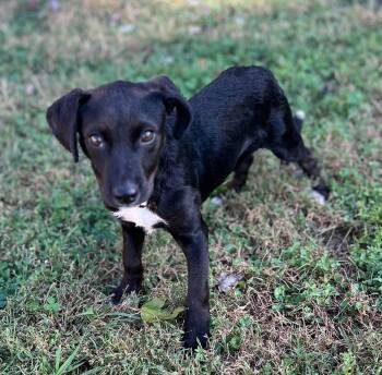 Rescue Terrier Dogs for Adoption in Greensboro, Georgia - Mogley | PetCurious