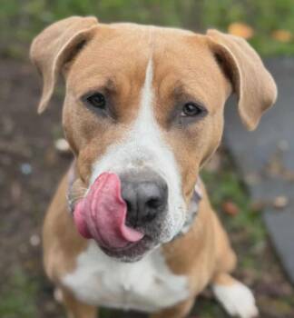 Rescue Labrador Retriever and Pit Bull Terrier Dogs for Adoption in Vancouver, British Columbia - Gadot | PetCurious