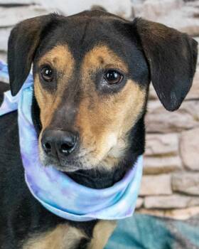 Hound and Pyrenean Shepherd Dogs Available for Adoption - Esme | PetCurious