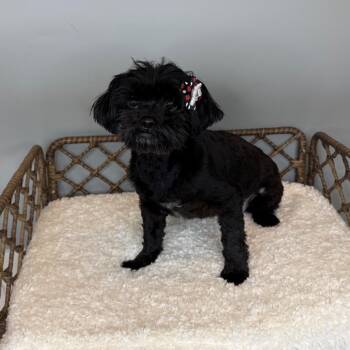 Luna -  Shih Tzu Dog for Adoption in Fort Wayne, Indiana - Luna | PetCurious