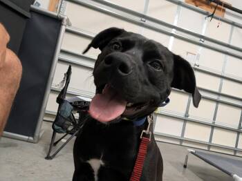 Charlie -  Black Labrador Retriever Dog for Adoption in Zuni, Virginia - Charlie | PetCurious