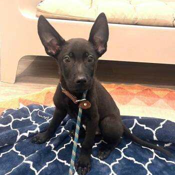 Maduka -  Shepherd and Mixed Breed Dog for Adoption in Los Angeles, California - Maduka | PetCurious