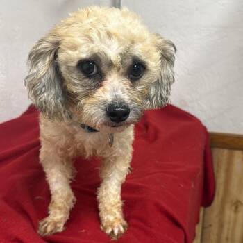 Bartlett - Foster Home Needed -  Poodle Dog for Adoption in Hartland, Wisconsin - Bartlett - Foster Home Needed | PetCurious