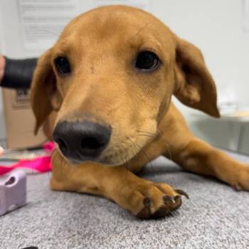 Maple Syrup -  Dachshund and Mixed Breed Dog for Adoption in Abilene, Texas - Maple Syrup | PetCurious
