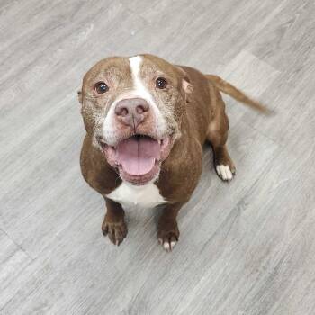 Pit Bull Terrier and Mixed Breed Dogs Available for Adoption in Dayton, Ohio - Theodore | PetCurious