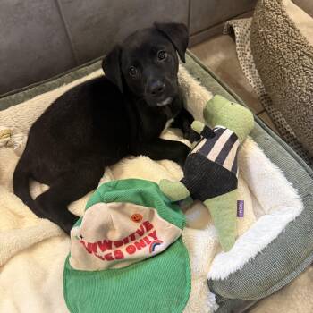Sir Winston -  Labrador Retriever Dog for Adoption in Denver, Colorado - Sir Winston | PetCurious