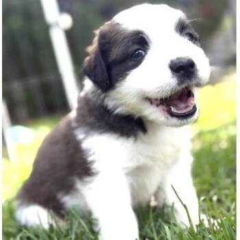 Etsy -  Saint Bernard and Golden Retriever Dog for Adoption in Larkfield-wikiup, California - Etsy | PetCurious