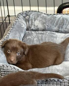 German Shepherd Dog and Labrador Retriever Dogs Available for Adoption in Grafton, Massachusetts - Petri | PetCurious