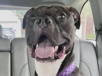 Mixed Breed Dogs Available for Adoption in Georgetown, Texas - Buster | PetCurious