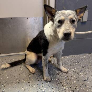 TUSC-Stray-84962 -  Australian Cattle Dog Blue Heeler and Mixed Breed Dog for Adoption in Tuscaloosa, Alabama - TUSC-Stray-84962 | PetCurious