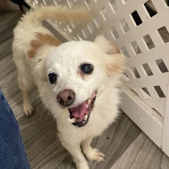 LUPITA -  Chihuahua Dog for Adoption in Graham, Washington - LUPITA | PetCurious