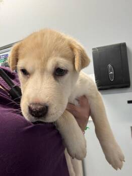 Giggles -  Labrador Retriever and Shar Pei Dog for Adoption in Bloomington, Indiana - Giggles | PetCurious