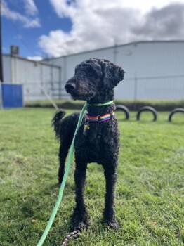 Robert -  Standard Poodle Dog for Adoption in Kennewick, Washington - Robert | PetCurious