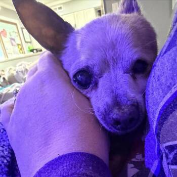Chihuahua Dogs Available for Adoption in South Riding, Virginia - Winston | PetCurious
