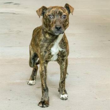 Plott Hound and Mixed Breed Dogs Available for Adoption - PIPPY | PetCurious