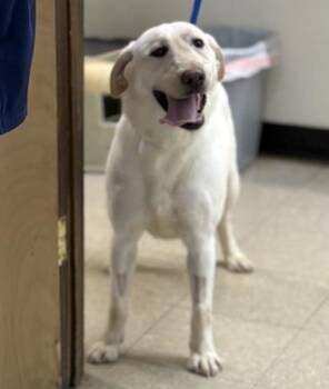 Yellow Labrador Retriever Dogs Available for Adoption - Callie #18 | PetCurious