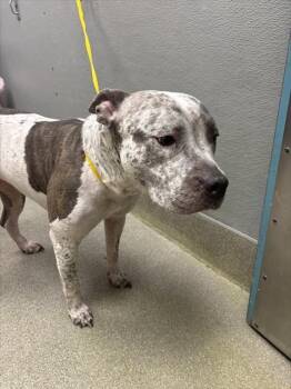 Pit Bull Terrier Dogs Available for Adoption - MOMMAS | PetCurious