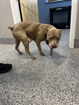 Staffordshire Bull Terrier Dogs Available for Adoption - TAMMY | PetCurious