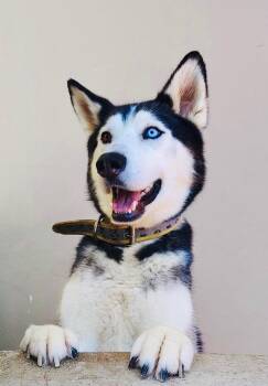 Rescue Husky Dogs for Adoption in Rowland Heights, California - CASPER | PetCurious