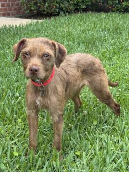 Sidney -  Miniature Schnauzer and Wirehaired Terrier Dog for Adoption in Houston, Texas - Sidney | PetCurious