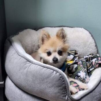 Kuzco -  Pomeranian and Mixed Breed Dog Available for Adoption in Erie, Pennsylvania - Kuzco | PetCurious