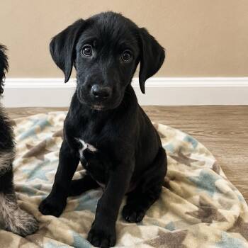 Olive -  Mixed Breed Dog for Adoption in Baton Rouge, Louisiana - Olive | PetCurious