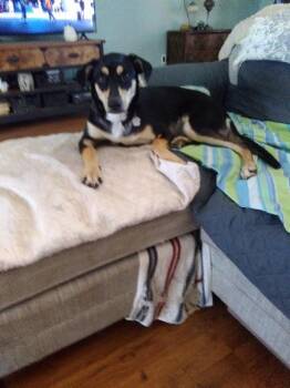 Dolly -  Husky and Shiba Inu Dog for Adoption in Brooksville, Florida - Dolly | PetCurious