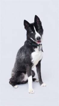 Siberian Husky Dogs Available for Adoption in Herndon, Virginia - Odyssey | PetCurious