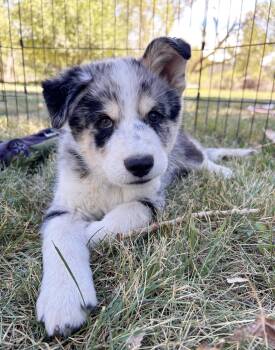 Powell -  Australian Shepherd and Husky Dog for Adoption in Durango, Colorado - Powell | PetCurious
