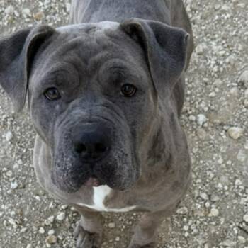 Mastiff Dogs Available for Adoption - Fiona | PetCurious