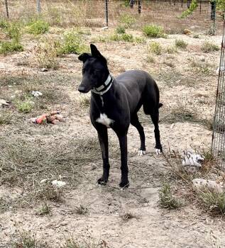 zora -  Greyhound Dog for Adoption in Larkfield-wikiup, California - Zora | PetCurious