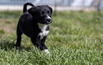 Mixed Breed Dogs Available for Adoption in West Chester, Pennsylvania - Anatis | PetCurious
