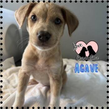 Australian Shepherd Dogs Available for Adoption in Gilbert, Arizona - Agave | PetCurious