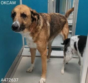 German Shepherd Dog and Mixed Breed Dogs Available for Adoption in Oklahoma City, Oklahoma - A472637 | PetCurious