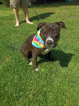 Flower -  American Bully Dog for Adoption in Frazier Park, California - Flower | PetCurious