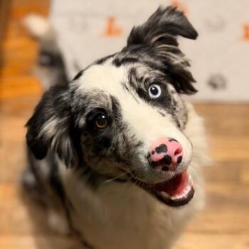 Australian Shepherd and Border Collie Dogs Available for Adoption in Kansas City, Missouri - Rainbow Brite | PetCurious
