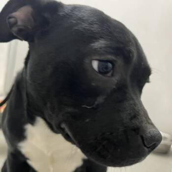 Terrier Dogs Available for Adoption - Winnie | PetCurious