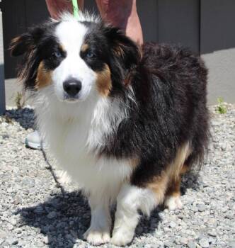 Australian Shepherd and Silky Terrier Dogs Available for Adoption in Vacaville, California - Fallon | PetCurious