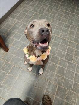 Gypsy Rae  -  Pit Bull Terrier Dog for Adoption in Silsbee, Texas - Gypsy Rae  | PetCurious