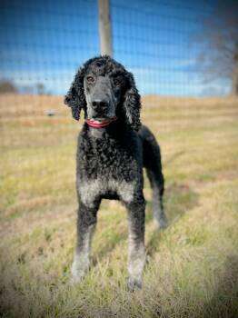 Bentley Oakes Dec 25 -  Standard Poodle Dog for Adoption in Pacolet, South Carolina - Bentley Oakes Dec 25 | PetCurious