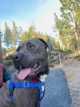 Carmen -  Pit Bull Terrier Dog for Adoption in Incline Village, Nevada - Carmen | PetCurious