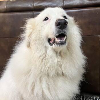 Teagan -  Great Pyrenees Dog for Adoption in Spring, Texas - Teagan | PetCurious