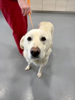 Pyrenean Shepherd and Labrador Retriever Dogs Available for Adoption in Kalamazoo, Michigan - Everlane | PetCurious