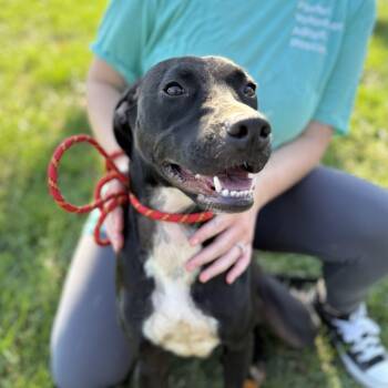 Rescue Pit Bull Terrier Dogs for Adoption in Columbia, South Carolina - Lilo | PetCurious